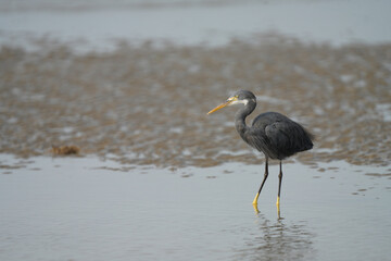 Western Reef Heron posing