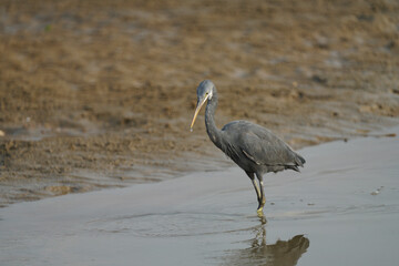 Western Reef Heron fishing in the shallows