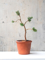 Bonsai Picea glauca Conica. Stylish home decor