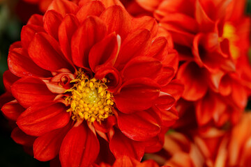 Orange red dahlia with a yellow eye close-up