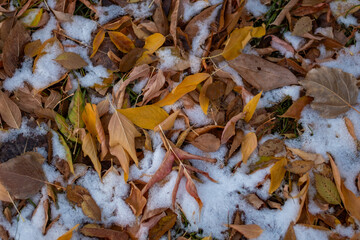 Autumn leaves in the snow. Winter concept. High quality photo.