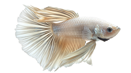 Silver betta fish on a white background. isolated background.