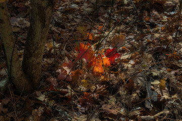 Autumn color in Oak Creek Canyon