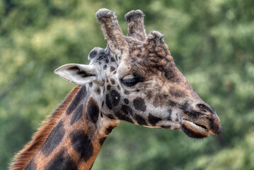 Giraffe (Giraffe camelopardalis)