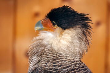 Caracara plancus