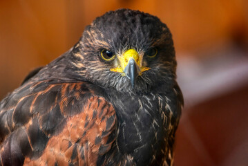 Golden Eagle