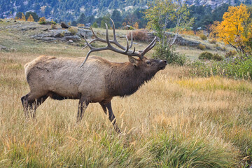 Bull elk during the rut in Colorado