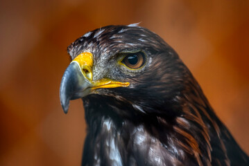 Golden Eagle