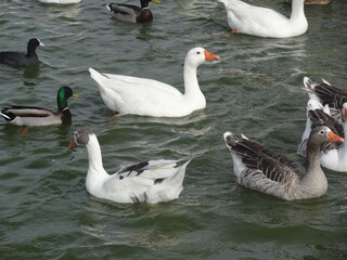 country goose and geese swimming