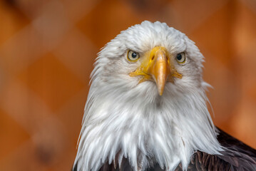 Bald eagle