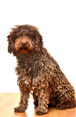 Perro de aguas español