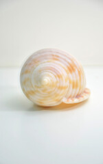 Caracola de mar