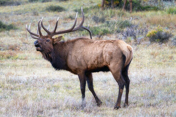 Bull elk during the rut in Colorado