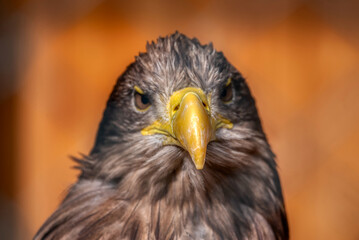 Sea Eagle