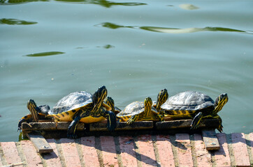 Tortugas tomando el sol