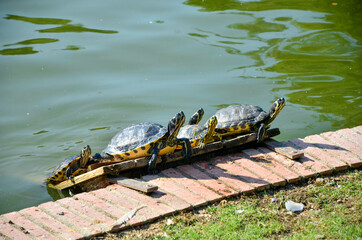 Tortugas tomando el sol
