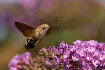 butterfly on flower