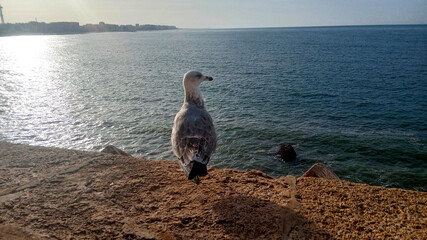 Gaviota posada en una muralla