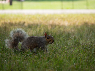 Obraz premium Ecureuil à Central Park