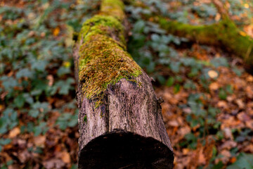  Moss-Covered Fallen Log in an Autumn Forest Showing Natural Decay and Texture