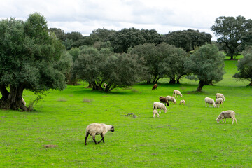 Sheep grazing on lush autumn fields in Alentejo, Portugal, surrounded by cork oaks, holm oaks, and olive trees. A serene rural landscape with rich seasonal colors and tranquil atmosphere.