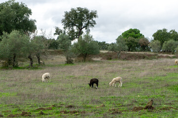 Sheep grazing on lush autumn fields in Alentejo, Portugal, surrounded by cork oaks, holm oaks, and olive trees. A serene rural landscape with rich seasonal colors and tranquil atmosphere.