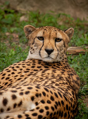 Fototapeta premium Philadelphia Zoo