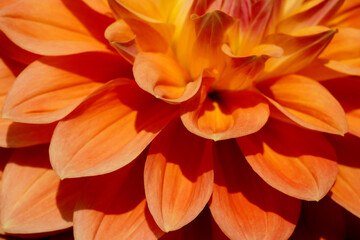 Obraz premium Orange dahlia flower petals from below. Abstraction