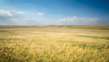 Obraz premium Golden Wheat Fields Stretching Across the Bli Region