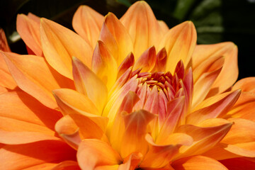 Orange dahlia in the sunlight close-up