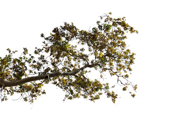 orange autumn maple tree isolated on white background