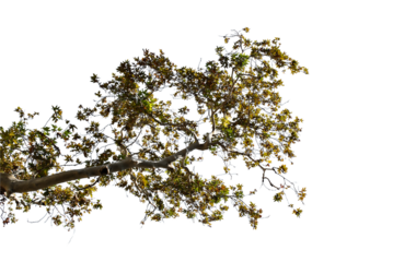orange autumn maple tree isolated on white background