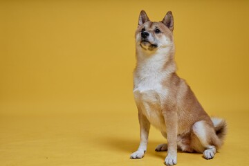 Full length shot of intelligent little Shiba Inu dog sitting on floor while behaving well during photoshoot in studio against yellow background, copy space
