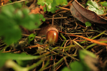 acorn on the ground © Елена Климович