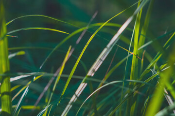 Close-up of green grass blades in sunlight with bokeh