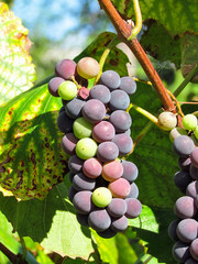 grapes in the vineyard in autumn