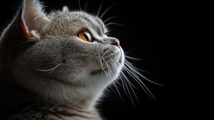 Close-up portrait of a grey cat with yellow eyes looking up, isolated on black background.
