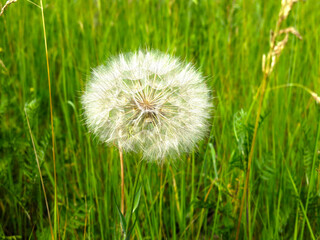 Fototapeta premium airy white ripe dandelion in the field
