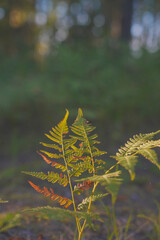 Sunlit fern fronds with warm autumn tones in forest © Tommy