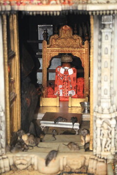 Karni Mata - Der ber&uuml;hmte Rattentempel in Indien