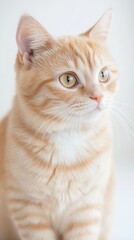 Fototapeta premium A veterinarian examines the heart of an obese ginger cat in a professional setting with a white background