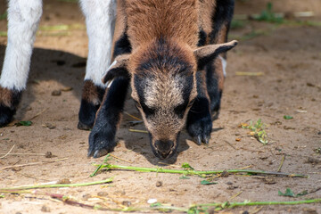 Naklejka premium Baby goat in Budapest Zoo