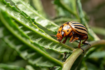 potato beetle
