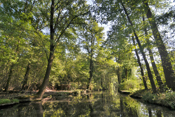 The Spree Forest or Spreewald  large inland delta of the river Spree with canals , Germany
