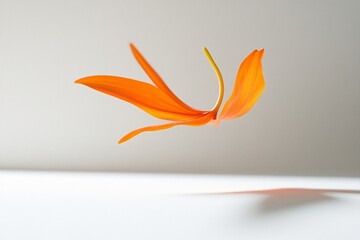 Obraz premium Orange Flower Petal Floating on White Background: Minimalist Photography