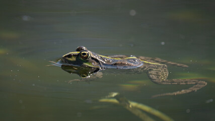 Pelophylax kl. esculentus - Green Frog - Edible frog - Common water frog - Grenouille verte - Grenouille commune