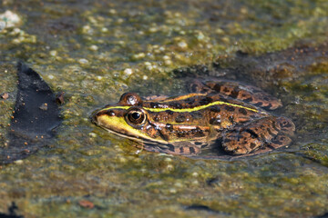Pelophylax kl. esculentus - Green Frog - Edible frog - Common water frog - Grenouille verte - Grenouille commune