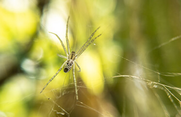 Stunning Close-Up of a Spider: Capturing Nature's Intricate Details and the Beauty of Arachnid Anatomy