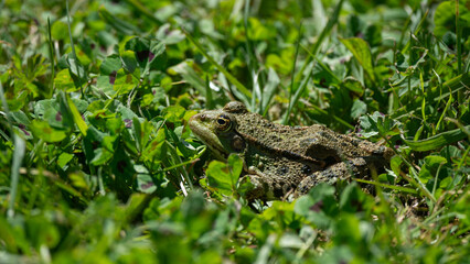 Pelophylax kl. esculentus - Green Frog - Edible frog - Common water frog - Grenouille verte - Grenouille commune