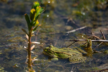 Pelophylax kl. esculentus - Green Frog - Edible frog - Common water frog - Grenouille verte - Grenouille commune